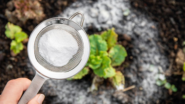 Hand sifting baking soda around plants