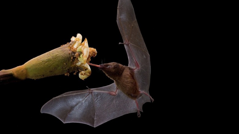 Bat drinking nectar from flower