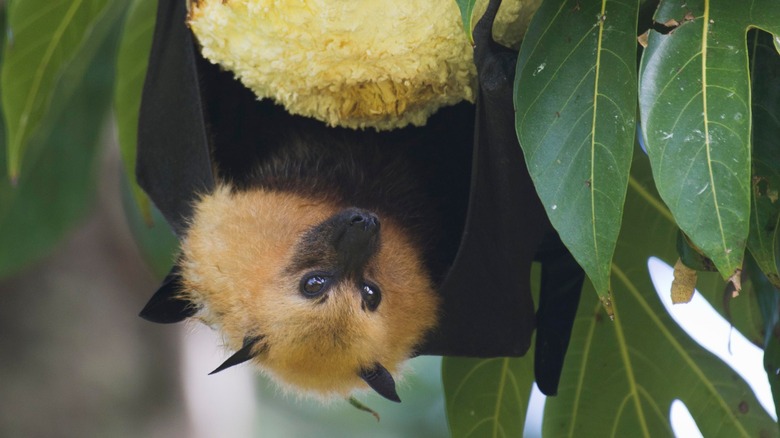 Bat eating seeds from fruit