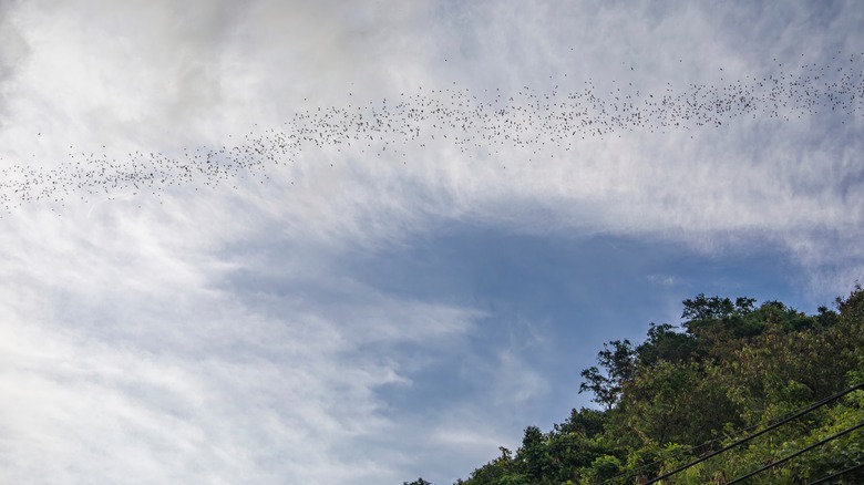 Flock of bats in sky