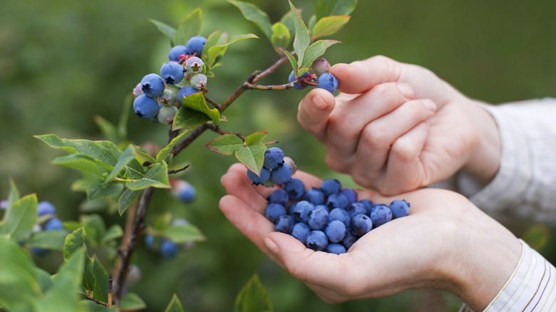 Person picking blueberries from the plant