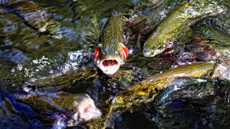 Trout feeding in water