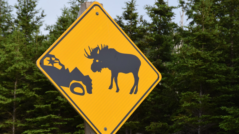 Why Moose Are Scarier Than You Think (And What To Do If You See One)