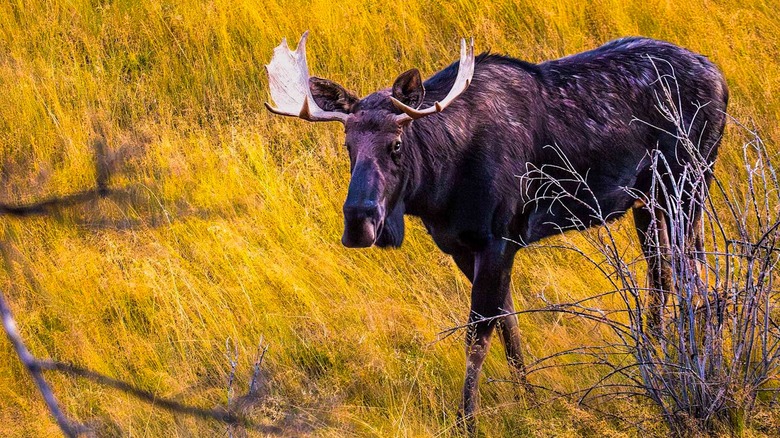 Moose preparing to charge