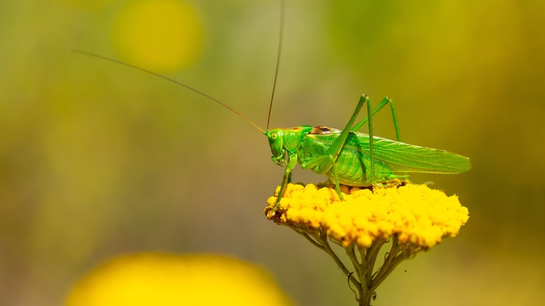 Grasshopper on a yellow flower