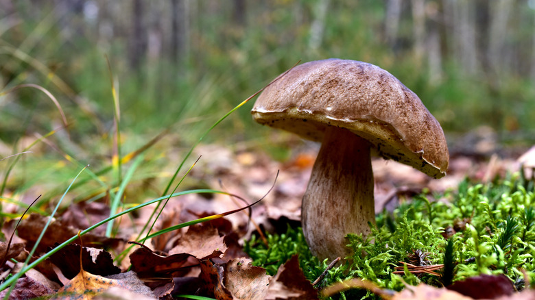 Large brown forest mushroom