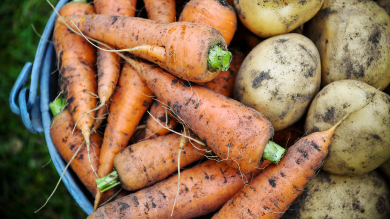 Freshly harvested carrots and potatoes in a bucket together