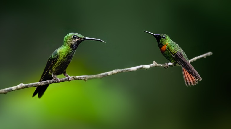 Two hummingbirds on a branch