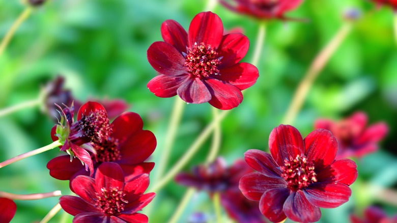 Deep red chocolate cosmos flowers, close-up