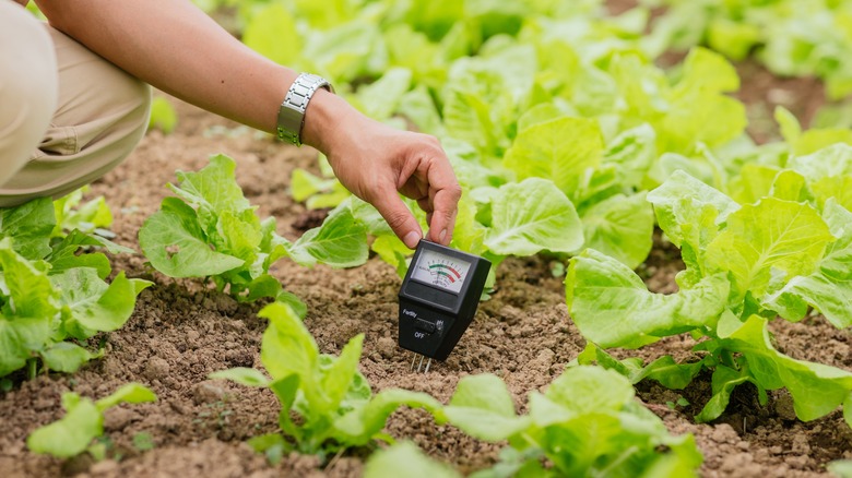 Person checking soil pH meter in garden