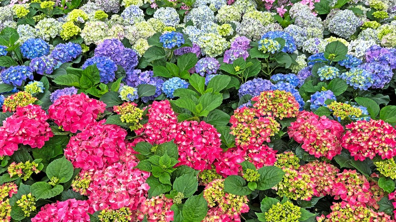 Blue, violet and pink hydrangeas