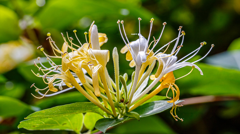 Japanese honeysuckle flowers