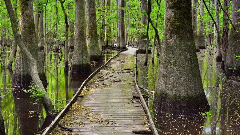 Flooded forest of Congaree National Park