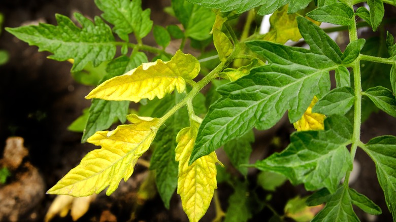 Tomato plant leaves turning yellow