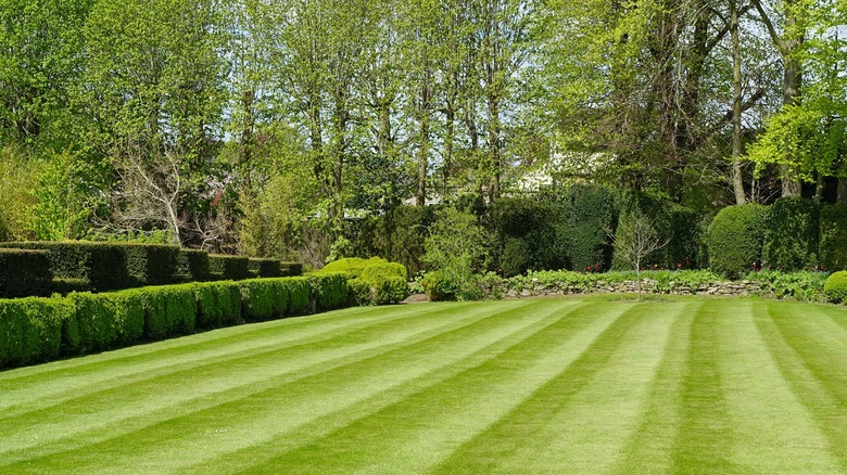 Green lawn with trees and flowers
