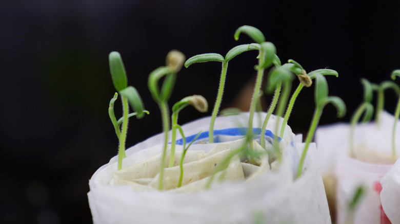 Seedlings in diaper