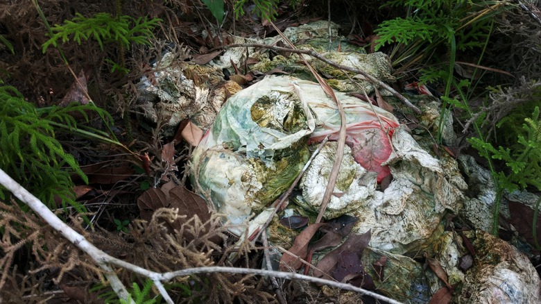 Piles of diapers in forest