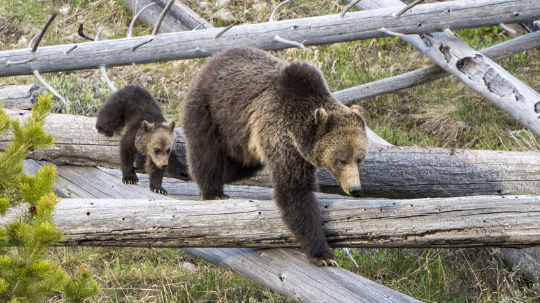 momma bear and cub