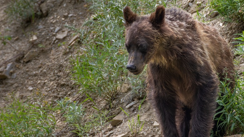 juvenile grizzly bear