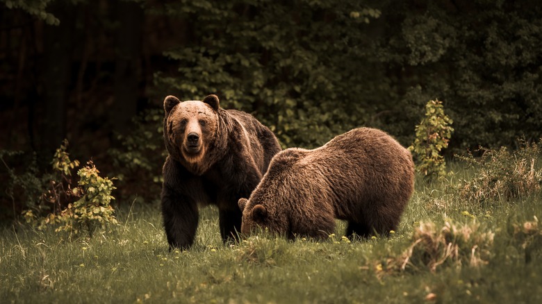 pair of brown bears