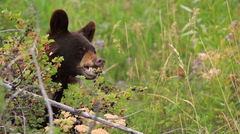 bear eating berries