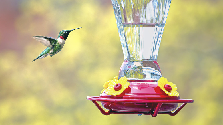 Green hummingbird flying towards a feeder