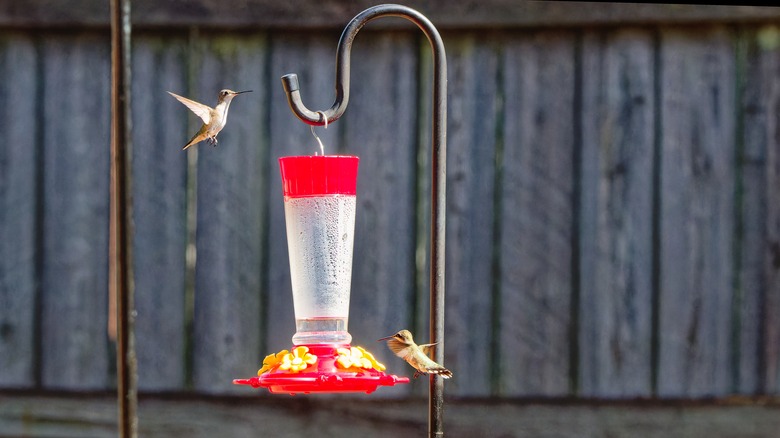 Two hummingbirds at a feeder