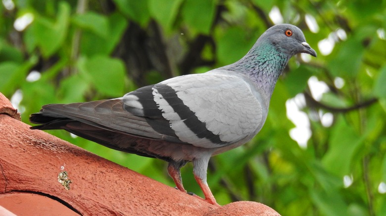 Pigeon standing on roof