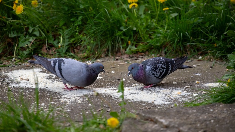 Pigeons eating on ground