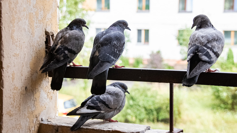 Pigeons sitting on balcony