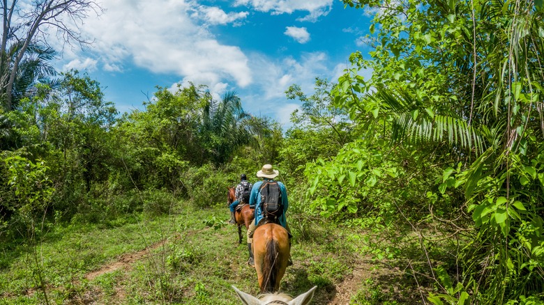 Horseback riders on forest trail