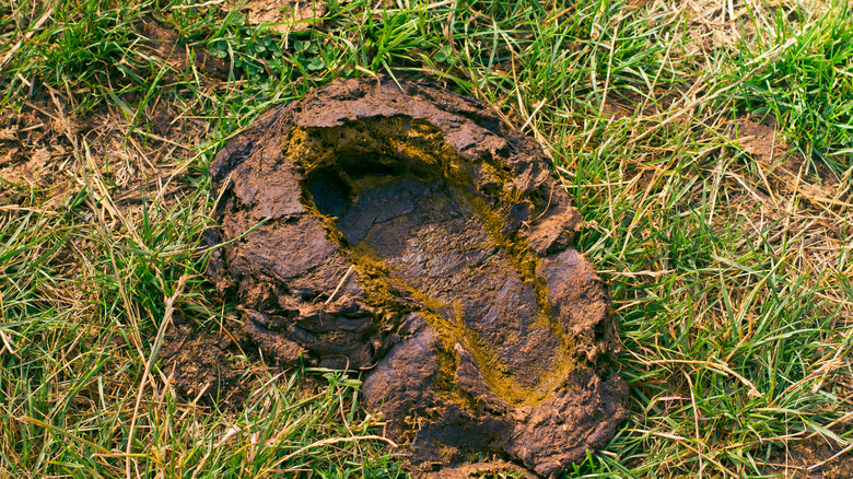 Foot print in manure on grass