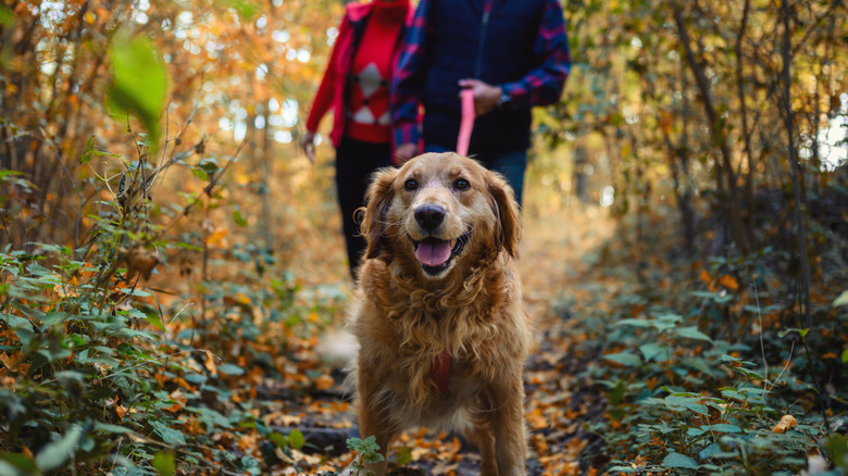 Sign reading "please clean up after your dog" with person doing so in the background