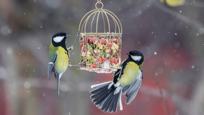 Charming little bird feeder where two birds eat in the snow