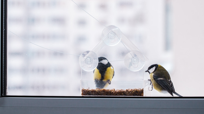 Two birds eating from a plastic window bird feeder full of seeds