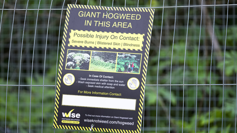 Sign warning of the dangers of giant hogweed