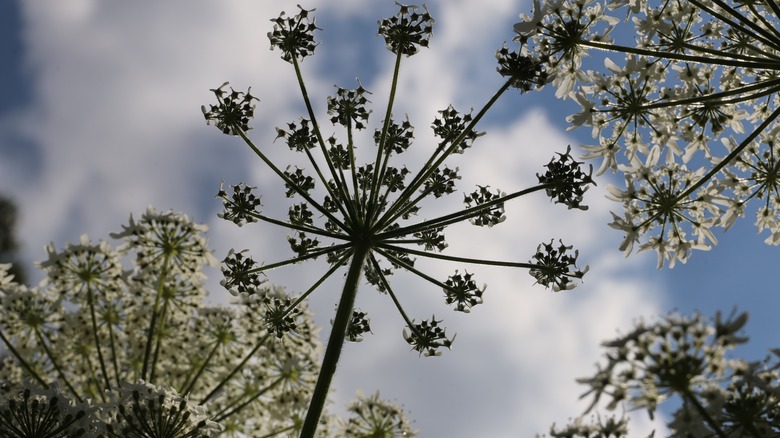 Giant hogweed as seen from below