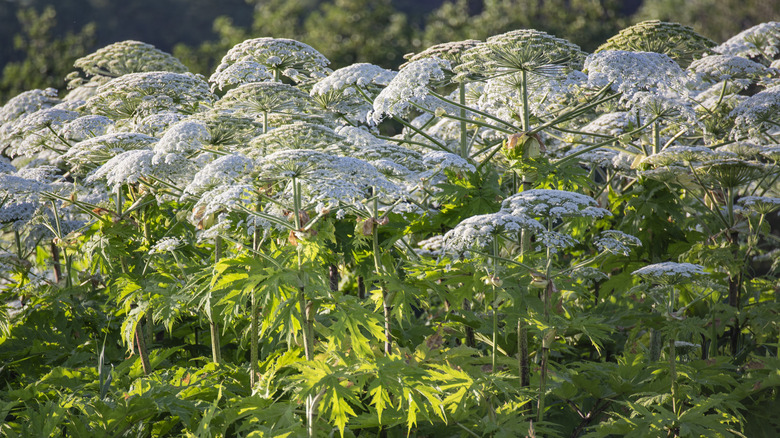 Field of giant hogweed