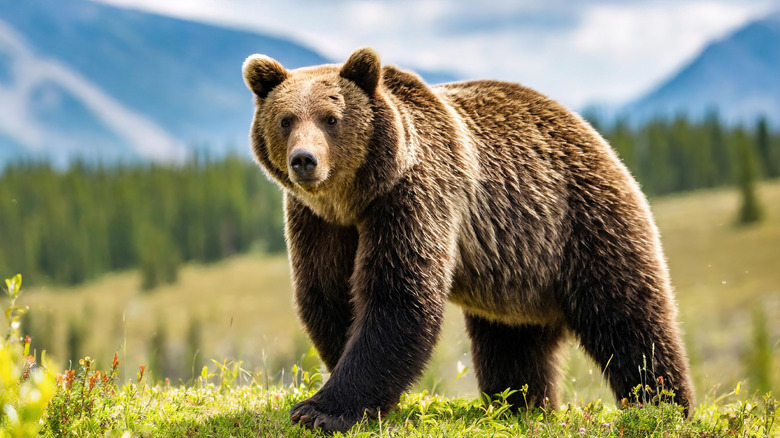 A North American brown bear, or grizzly, standing n a prairie with mountains and a forest for backdrop