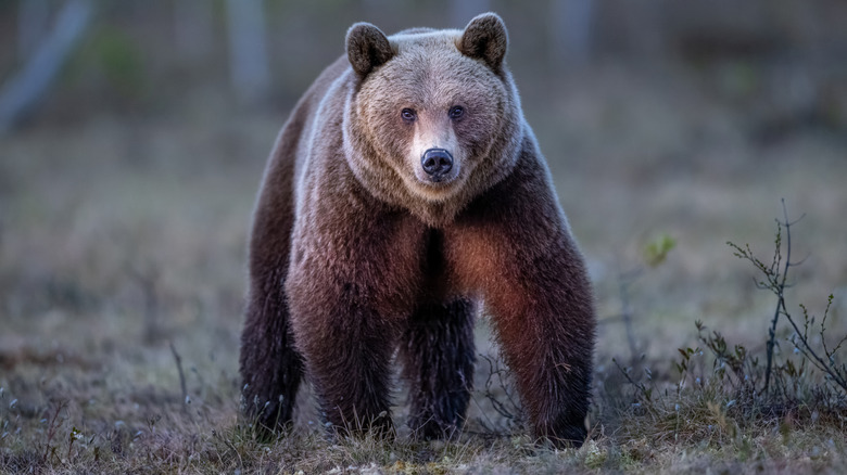 A brown bear wandering through the wood, heading towards the camera