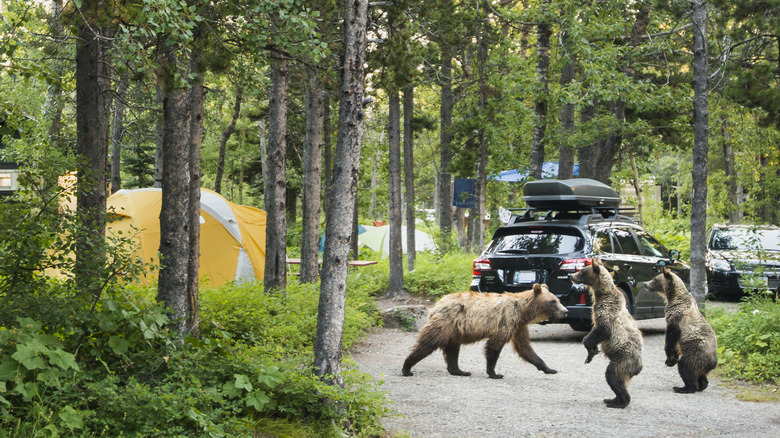 bears by yellow tent