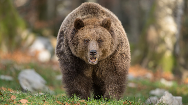 Brown bear looking at camera