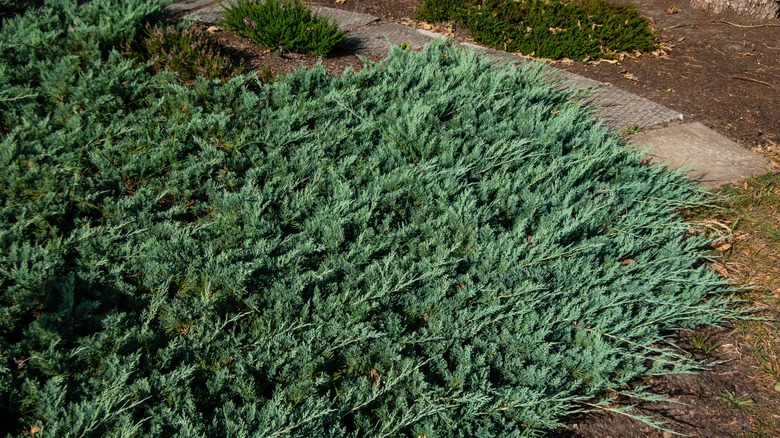 Creeping juniper spreading across a yard