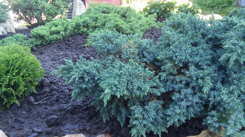 Creeping juniper growing on slope