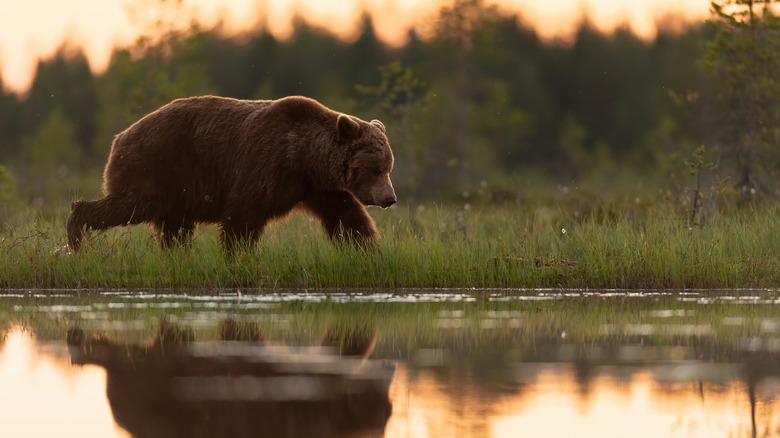 Bear at dusk, walking