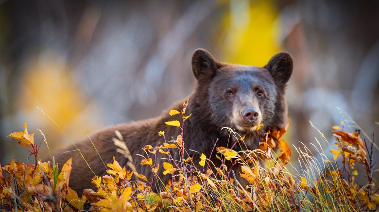 bear in berry patch during fall