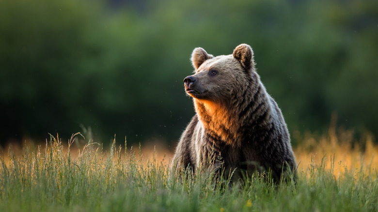 Bear in grass looking on 