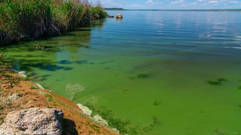 lake with blue green algae