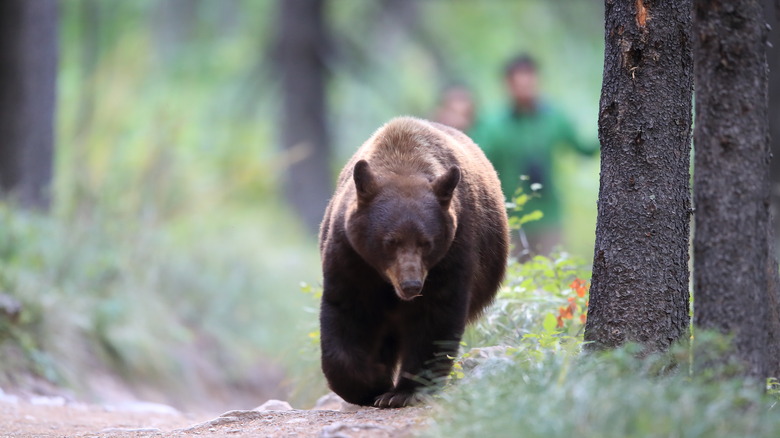 Bear walking in woods, hikers in background