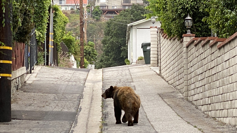 Brown bear in an alley in Los Angeles